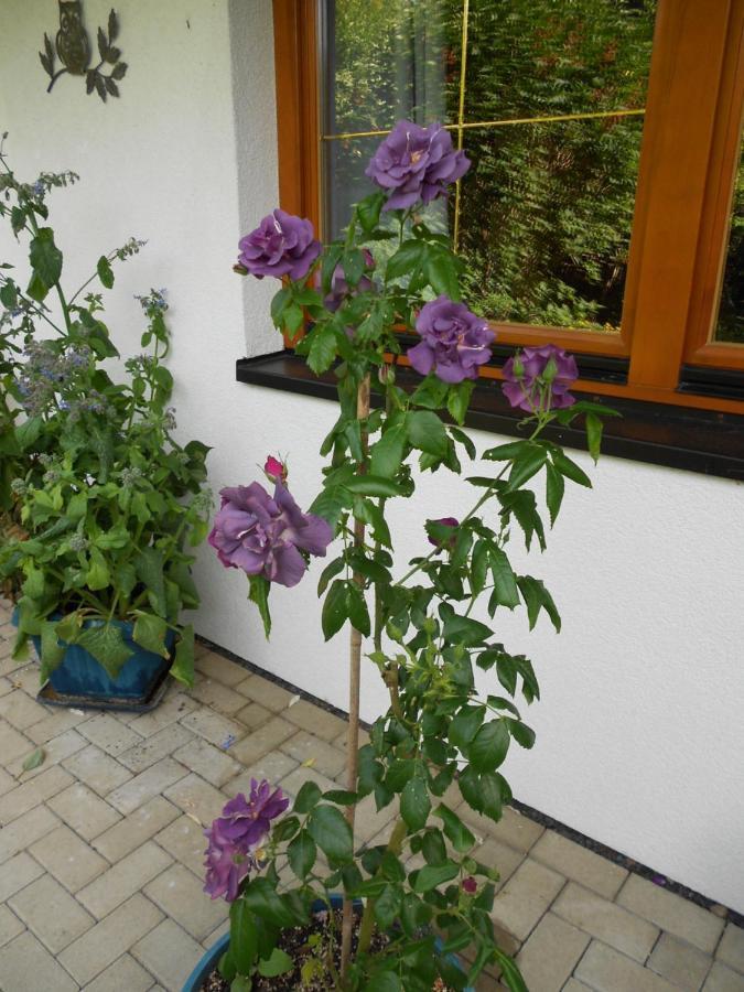 Ferienwohnung Im Harz-Haus-Bruns Clausthal-Zellerfeld Esterno foto